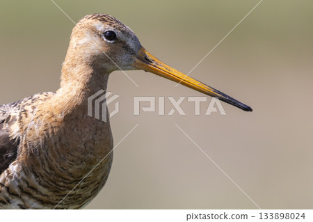 Black-tailed godwit stands gracefully in the wetlands of the Netherlands during the golden hour of late afternoon 133898024
