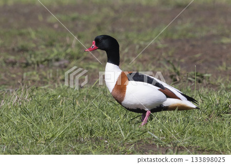 Common shelduck walking gracefully in Eempolder, Netherlands during a sunny day 133898025