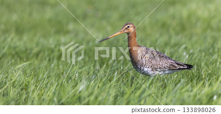 Black-tailed godwit foraging in green grassland of the Netherlands during springtime Black-tailed godwit foraging in green grassland of the Netherlands during springtime 133898026