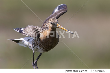 Black-tailed godwit gracefully poised in the fields of the Netherlands during springtime 133898029