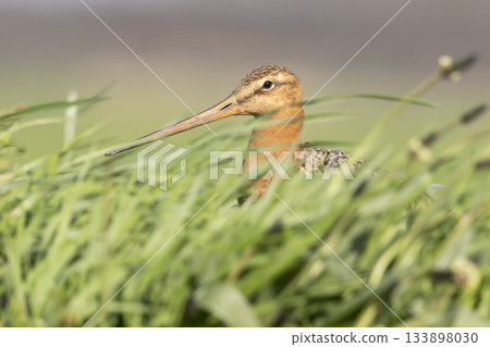 Black-tailed godwit foraging in lush grasslands of the Netherlands during spring Black-tailed godwit foraging in lush grasslands of the Netherlands during spring 133898030