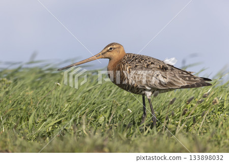 Black-tailed godwit stands gracefully in green grass among Dutch wetlands during daytime 133898032