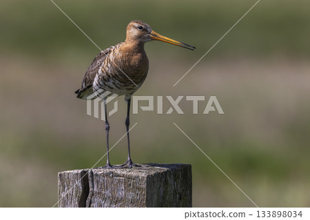 Black-tailed godwit standing on a post in the wetlands of the Netherlands during a sunny day 133898034