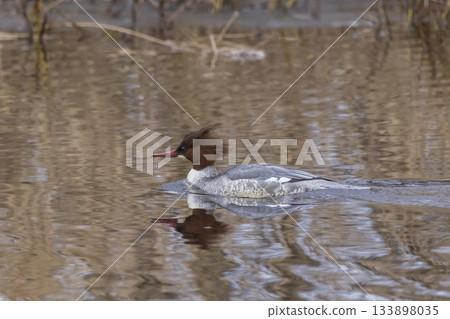 Female common merganser swimming in calm waters of the Netherlands during spring Female common merganser swimming in calm waters of the Netherlands during spring 133898035