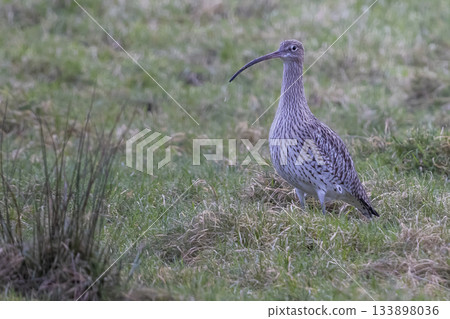 Large Eurasian curlew foraging in lush Arkemheenpolder, Netherlands with distinctive long bill and patterned plumage Large Eurasian curlew foraging in lush Arkemheenpolder, Netherlands with distinctive long bill and patterned plumage 133898036