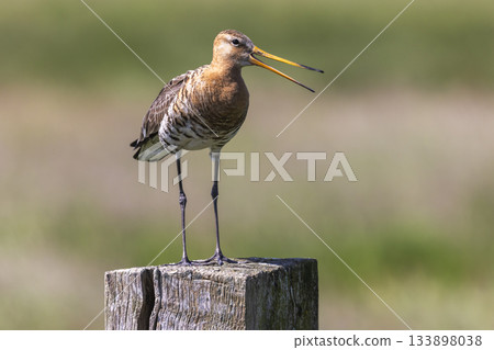 Black-tailed godwit stands on a post in the Netherlands during springtime near wetland areas 133898038