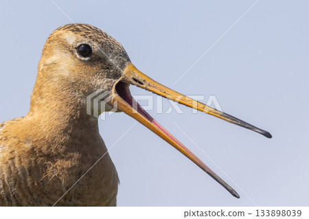 Black-tailed godwit calling in the Netherlands during spring migration season Black-tailed godwit calling in the Netherlands during spring migration season 133898039