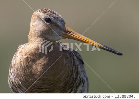 Black-tailed godwit spotted in the Netherlands during springtime wetland habitat exploration Black-tailed godwit spotted in the Netherlands during springtime wetland habitat exploration 133898043
