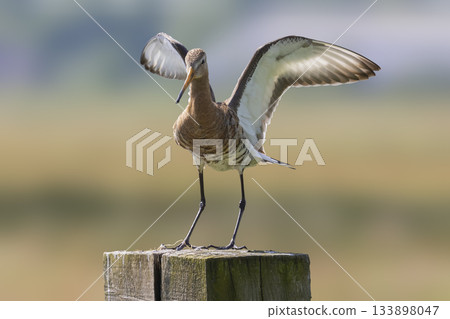 Black-tailed godwit showing off its wings in a serene Dutch wetland habitat on a sunny day Black-tailed godwit showing off its wings in a serene Dutch wetland habitat on a sunny day 133898047
