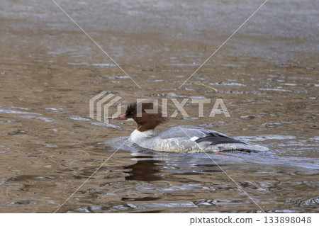 Female common merganser swims gracefully in Dutch waters during calm morning light 133898048
