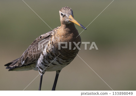 Black-tailed godwit standing gracefully in the Netherlands during a sunny day 133898049