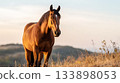Beautiful bay horse with white blaze stands attentively in grassy field on hill against soft sky at sunset. Equine sports, loyalty, strength, freedom, ranch life, veterinary and animal care 133898053