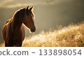 Majestic brown horse stands in a sun-drenched golden field at sunset. Ideal for themes related to nature, freedom, tranquility, rustic life and spiritual concepts 133898054