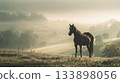Majestic brown horse stands alone on misty sunlit hillside, gazing over foggy valley at sunrise. Perfect for themes of spirituality, solitude, freedom, tranquility, new beginnings, emotional depth 133898056