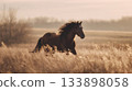 Majestic brown horse gallops through a sun-drenched, golden field of tall grass. Power, speed, freedom, energy, untamed nature, motion, vitality, equestrian sports 133898058