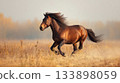 Powerful dark bay horse is mid-run in golden dusty autumn field. Ideal for themes of raw power, energy, speed, freedom, performance, athletic training, equestrian competition 133898059