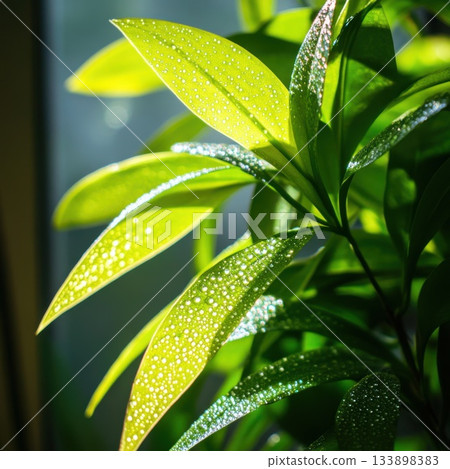Lush green leaves glisten in soft sunlight filtering through a window in a cozy interior setting Lush green leaves glisten in soft sunlight filtering through a window in a cozy interior setting 133898383