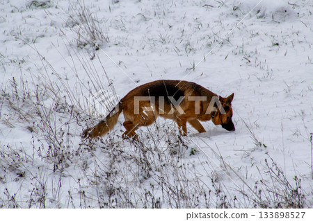 German shepherd in the snow German shepherd in the snow 133898527