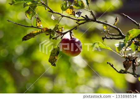 Orchard with ripe fruits in the apple tree Orchard with ripe fruits in the apple tree 133898534