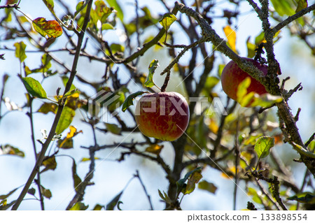 Orchard with ripe fruits in the apple tree Orchard with ripe fruits in the apple tree 133898554