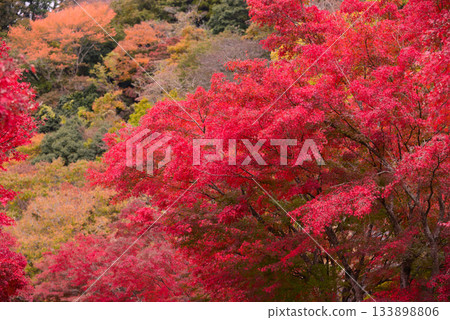 Tanzawa湖秋葉 133898806