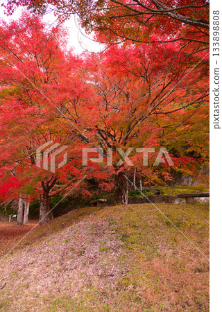 Autumn leaves of Lake Tanzawa 133898808