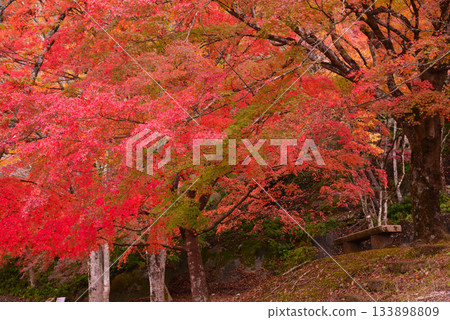 Autumn leaves of Lake Tanzawa Autumn leaves of Lake Tanzawa 133898809