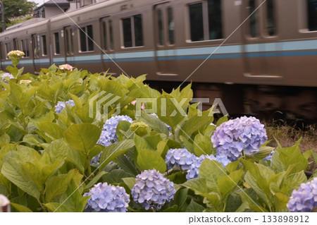 Inokashira Line Hydrangea Hamadayama Inokashira Line Hydrangea Hamadayama 133898912