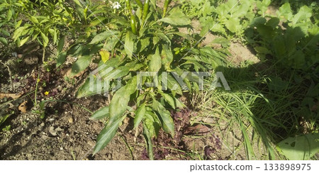 仰視結實的辣辣鷹爪 133898975