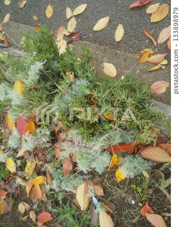 笛菊和栗草 133898979