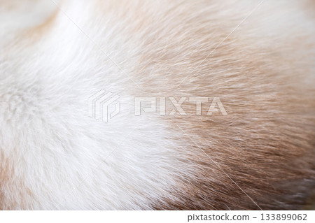 Pet fur detail, Intimate shot highlighting gentle softness and rich warmth of animal fur Pet fur detail, Intimate shot highlighting gentle softness and rich warmth of animal fur 133899062
