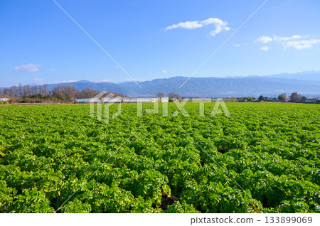 Radish fields before harvest [Minowa Town, Kamiina District] 133899069