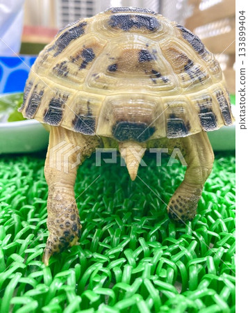 俄羅斯陸龜寶寶的屁股 133899404