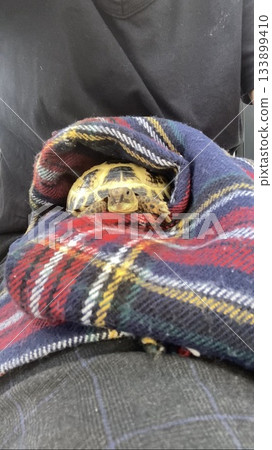 裹在毯子裡的俄羅斯陸龜 133899410