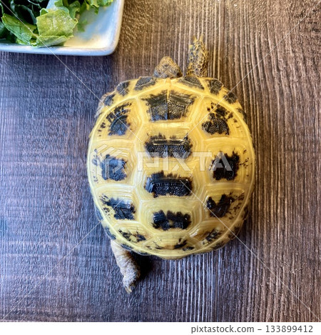 Russian tortoise doing the turtle swastika pose 133899412