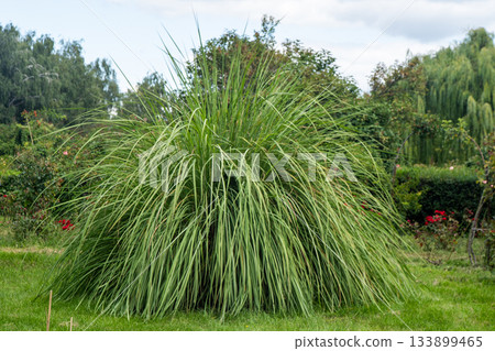 Miscanthus Ornamental Grass in a Lush Green Garden 133899465