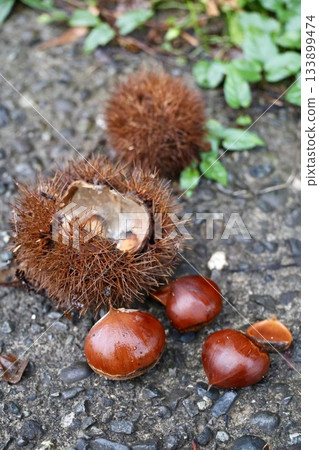 Chestnuts that fell to the ground 133899474