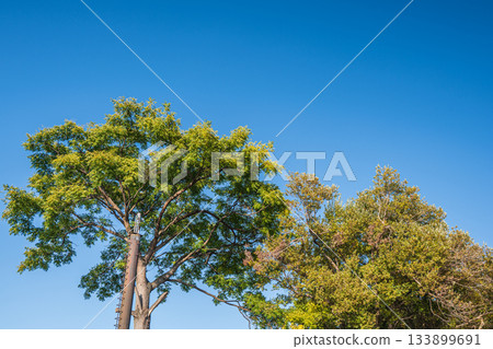Forest scenery along the Uji River, Fushimi Ward, Kyoto City 133899691