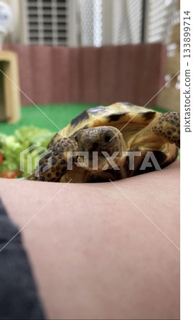 A Russian tortoise tries to climb onto its owner's leg 133899714