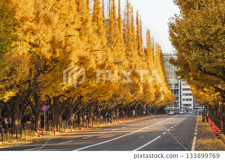 東京，明治神宮外苑：夕陽照耀下的銀杏樹 [東京港區] 133899769