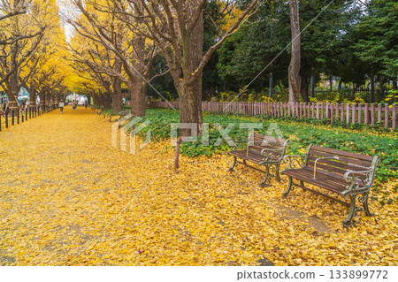 東京明治神宮外苑的秋景：銀杏樹鋪成一片金黃色的地毯，橫跨街道 [東京港區] 133899772