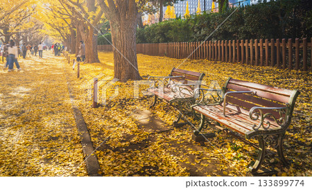 東京明治神宮外苑：銀杏樹鋪成美麗的黃色地毯，橫跨街道 [東京港區] 133899774