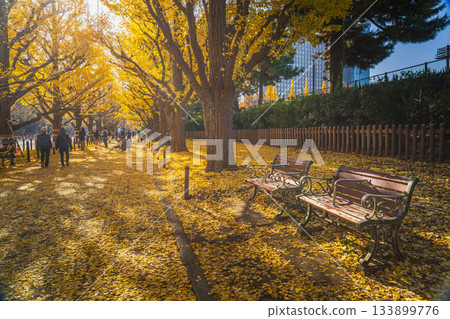 東京明治神宮外苑的秋景：陽光透過成排的銀杏樹灑下 [東京港區] 133899776