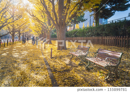 Autumn scenery of the ginkgo trees at the outer gardens of Meiji Shrine in Tokyo [Minato Ward, Tokyo] 133899781