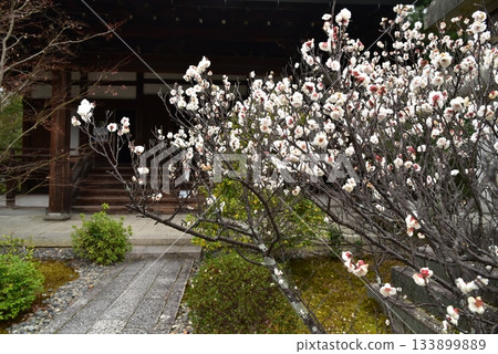 White plum blossoms bloom at Seiryoji Temple 133899889