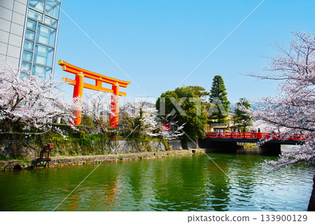 京都岡崎清水的櫻花 133900129