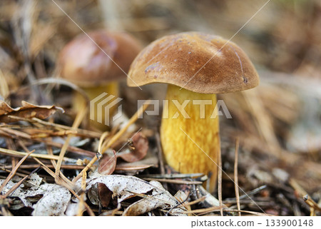 Boletus badius mushroom on a blurred background 133900148