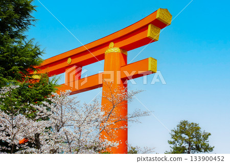 Cherry blossoms of Okazaki Shimizu, Kyoto Cherry blossoms of Okazaki Shimizu, Kyoto 133900452