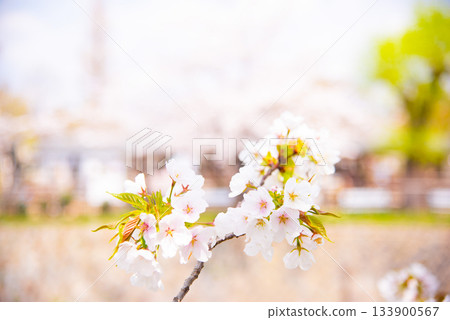 京都岡崎清水的櫻花 133900567