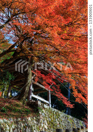 秋日通往郡上八幡城的道路以及絢麗多彩的秋楓景色 133900601